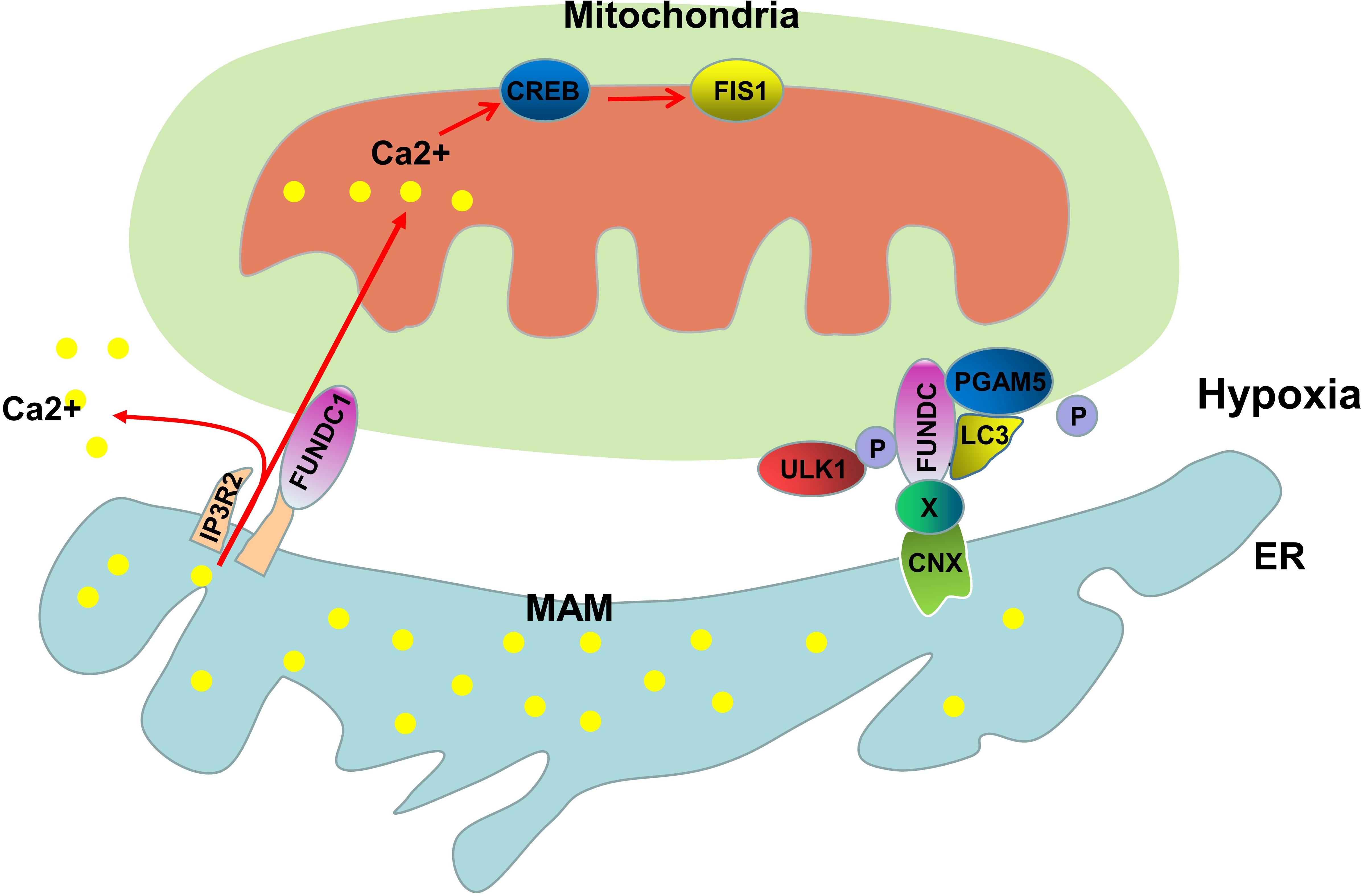 Frontiers Mitochondria Associated Er Membranes The Origin Site Of