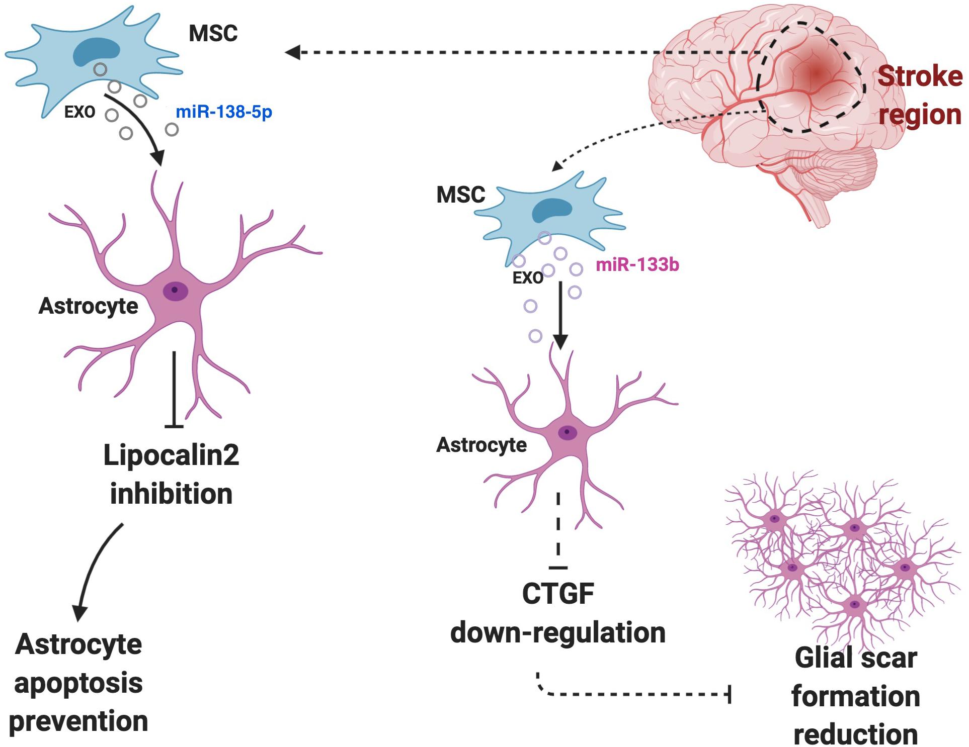 Frontiers The Function Of Astrocyte Mediated Extracellular Vesicles