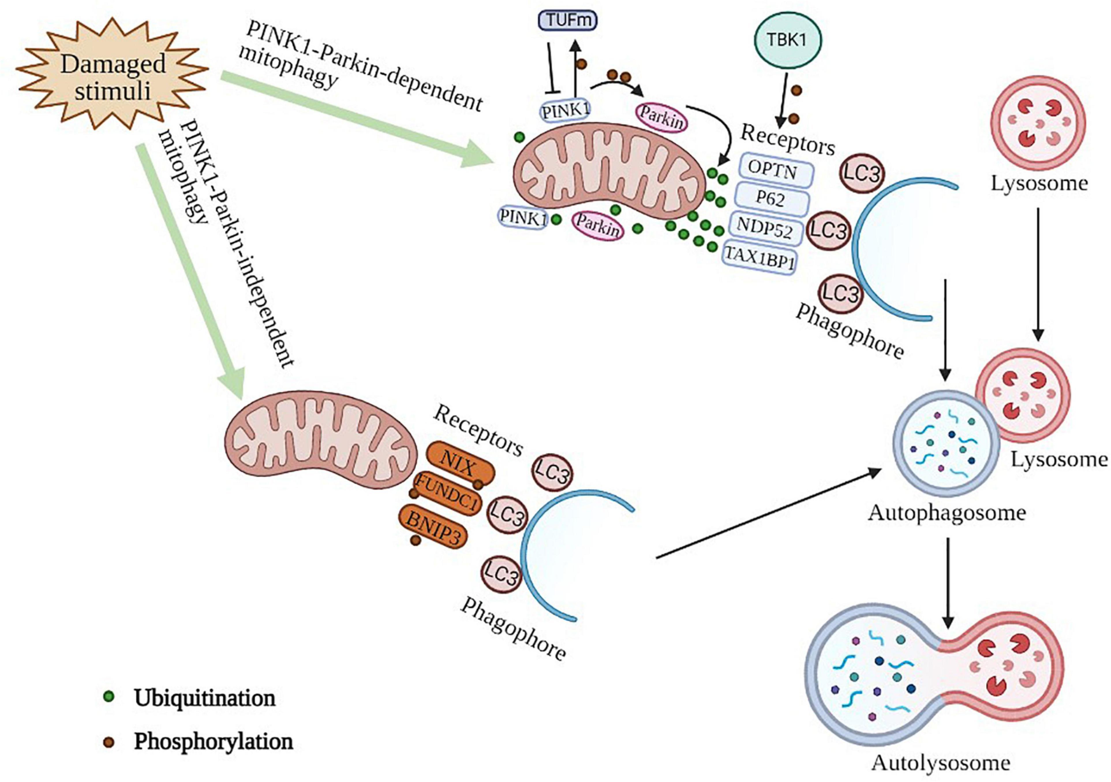 Frontiers Mechanism Of Mitophagy And Its Role In Sepsis Induced Organ