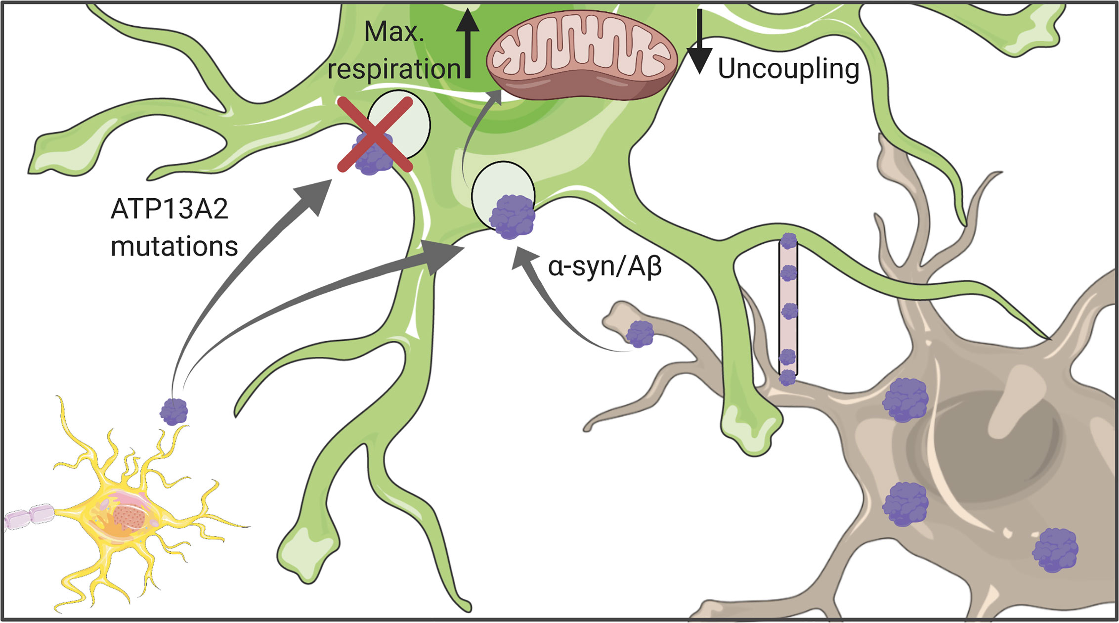 Frontiers Astrocyte Neuron Metabolic Crosstalk In Neurodegeneration