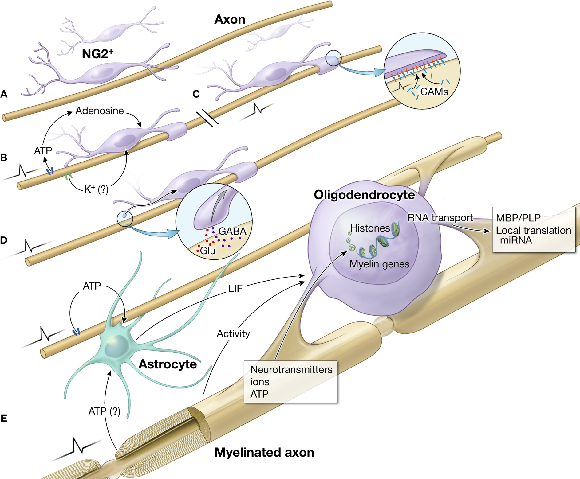 ion channels and ion pumps metabolic and endocrine relationships in biology