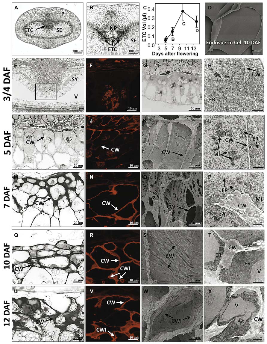 tra iãm thi vào lûp 10 frontiers development of endosperm transfer cells in tra iãm thi vào lûp 10 frontiers development of endosperm transfer cells in