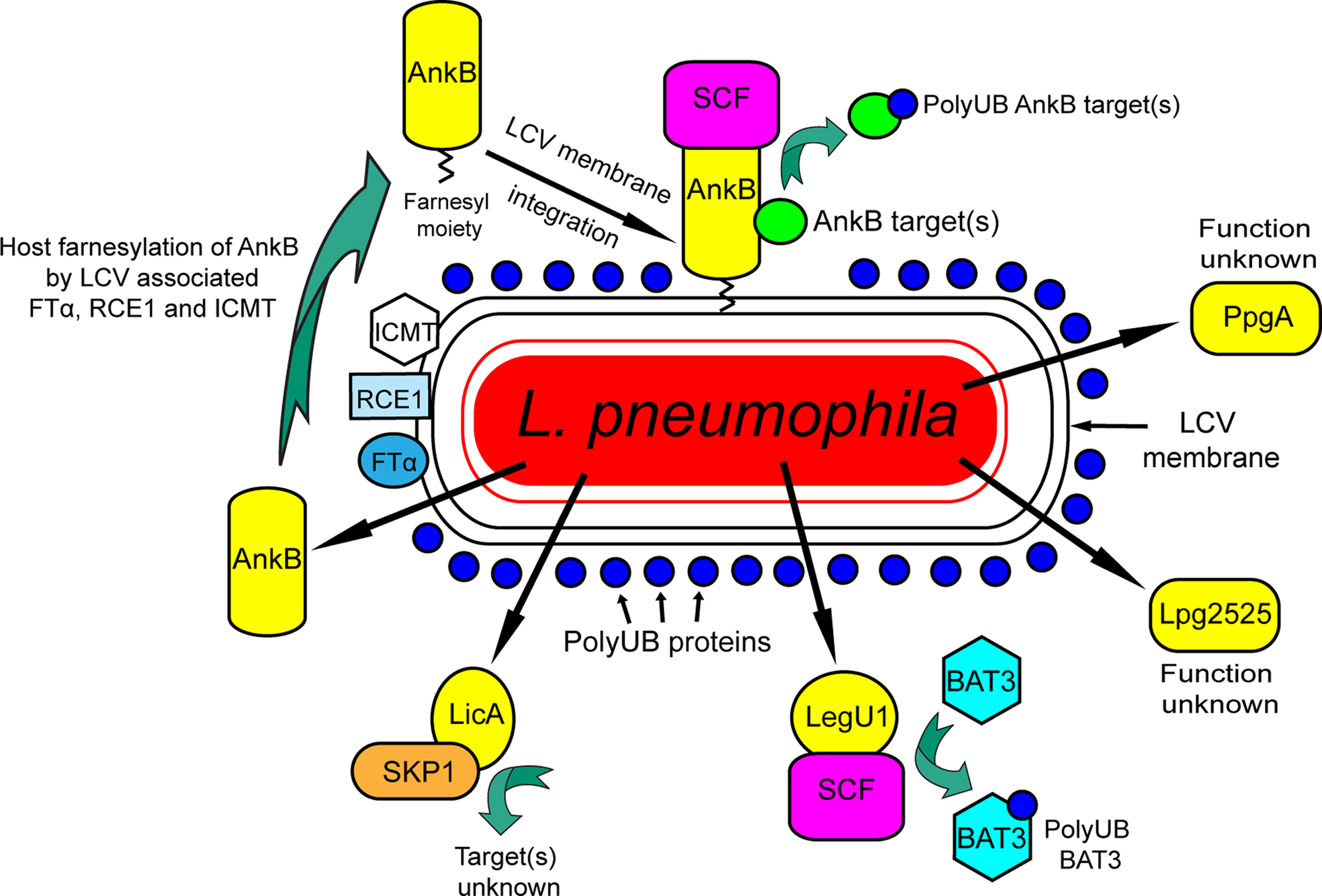 Cheap write my essay virulence factors of legionella pneumophila
