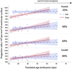 disproportionate,analogous developmental growth patterns account for the disproportionate