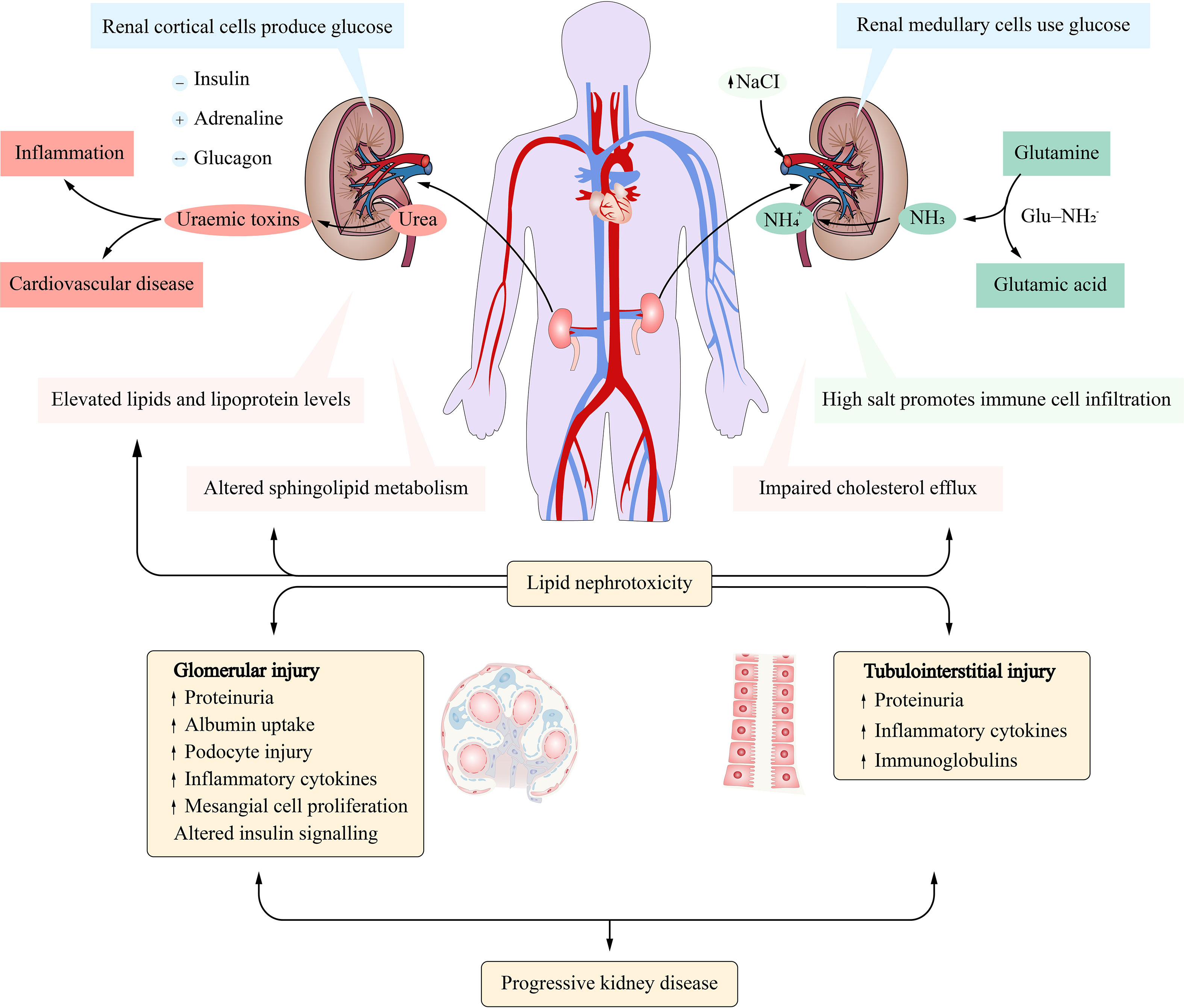 Frontiers A Deep Insight Into Regulatory T Cell Metabolism In Renal