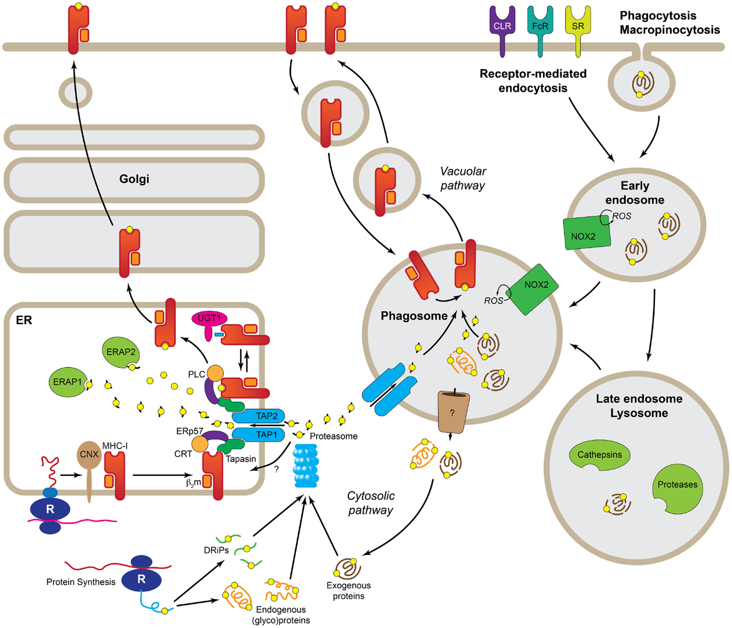 The diagram illustrates various cellular pathways involved in antigen cross-presentation, highlighting the roles of the endoplasmic reticulum (ER), Golgi apparatus, phagosomes, and endosomes, along with key proteins and processes such as receptor-mediated endocytosis and the involvement of MHC molecules.