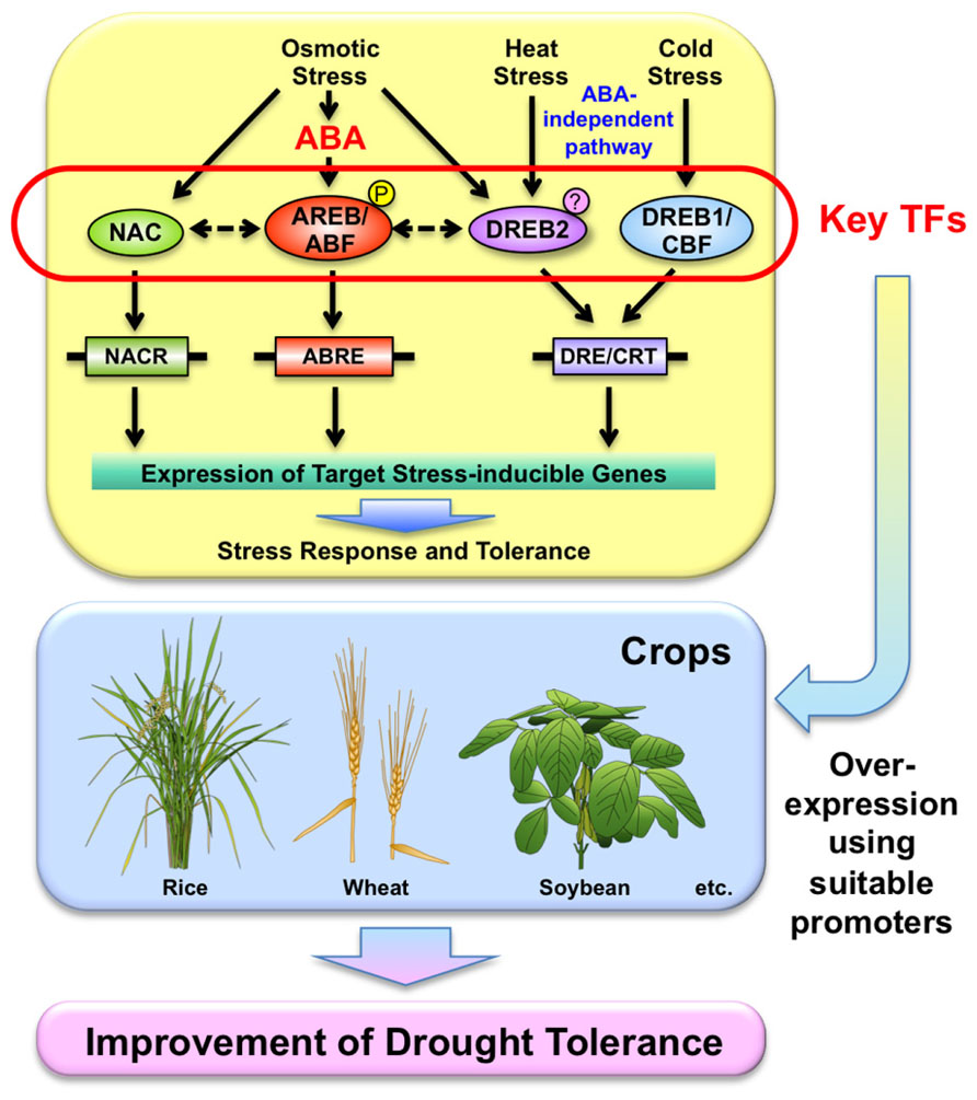 The Heat Stress Transcription Factor Family In Aegilops Tauschii