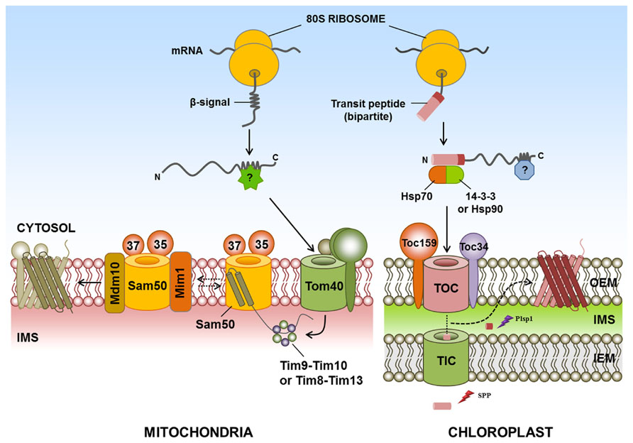 chaperone proteins mitochondria