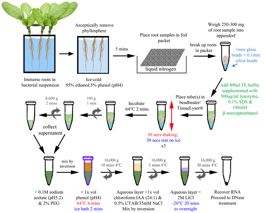The Steps Of Plant Extraction Revealing Nature 39 S Secrets