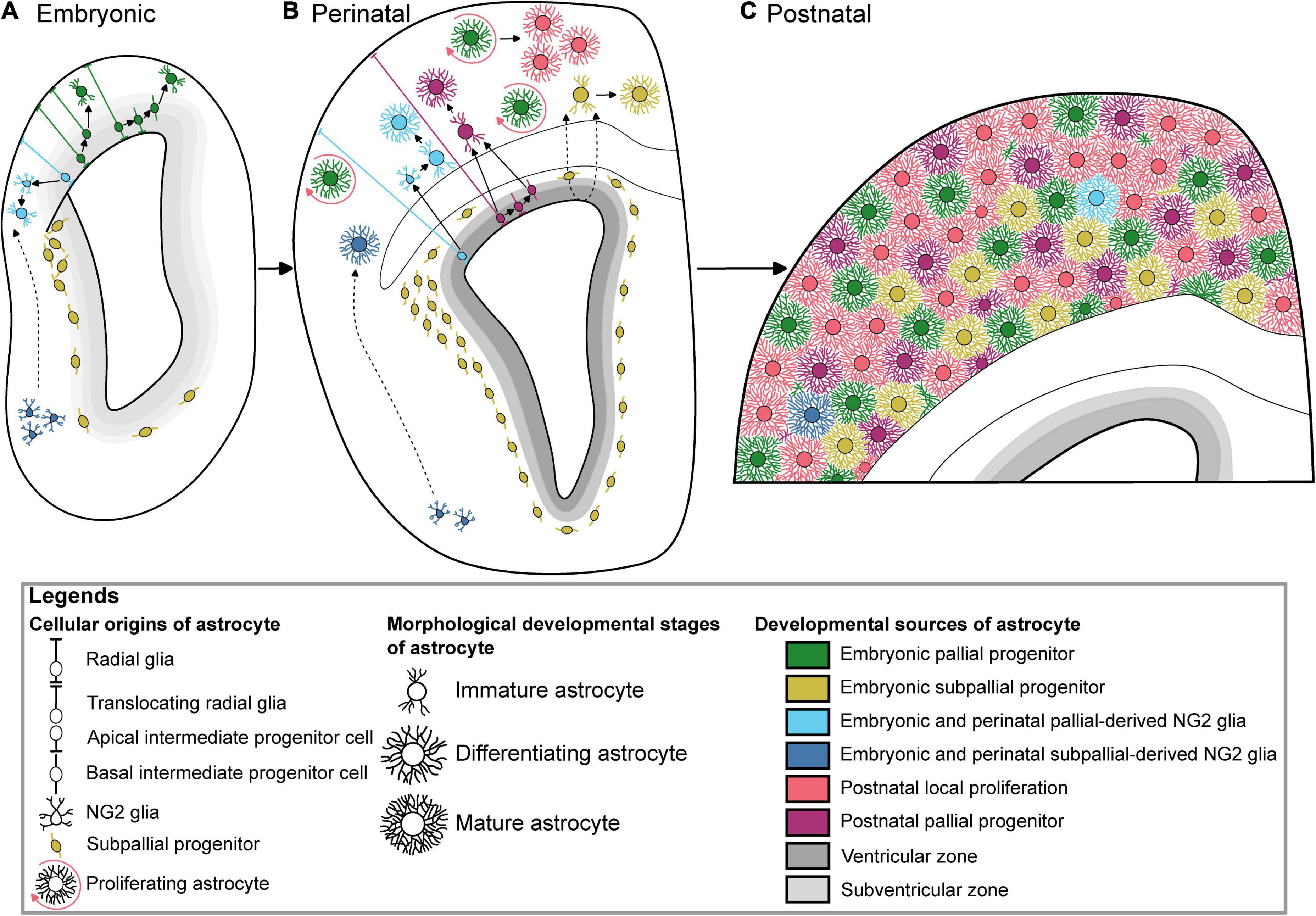 Frontiers Astrocyte Development In The Cerebral Cortex Complexity Of