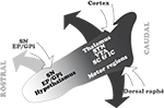 www.frontiersin.org