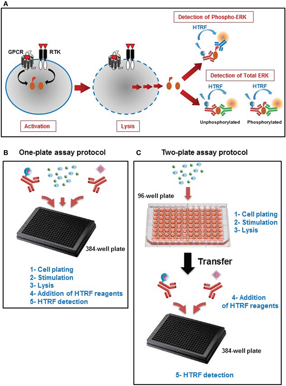 Frontiers Homogeneous TimeResolved FluorescenceBased Assay to
