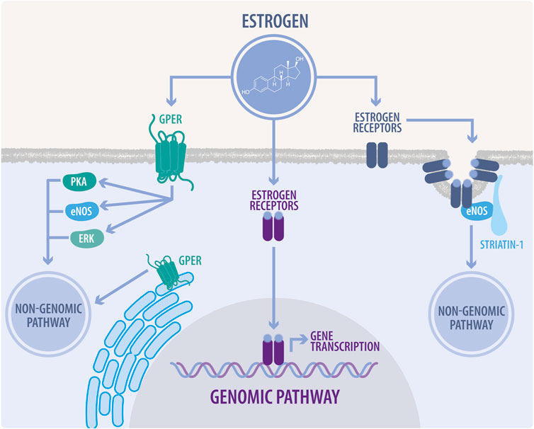 Frontiers Estrogen Signaling As A Bridge Between The Nucleus And