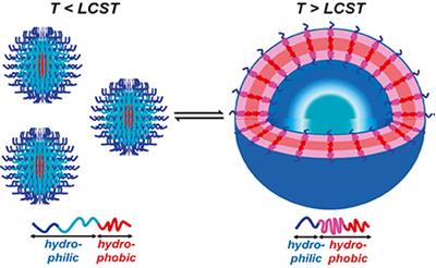 Frontiers - Asymmetrical Polymer Vesicles for Drug delivery and Other Applications - Pharmacology