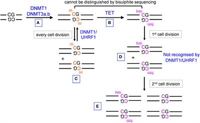 Frontiers - TET Methylcytosine Oxidases in T Cell and B Cell Development and Function - Immunology