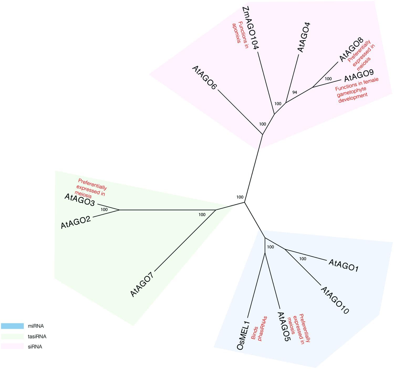 Phylogeny reconstruction of Arabidopsis AGO proteins and some of their homologs in maize and rice. Maximum likelihood bootstrap support values are displayed next to branches. Only values above 70 are shown.