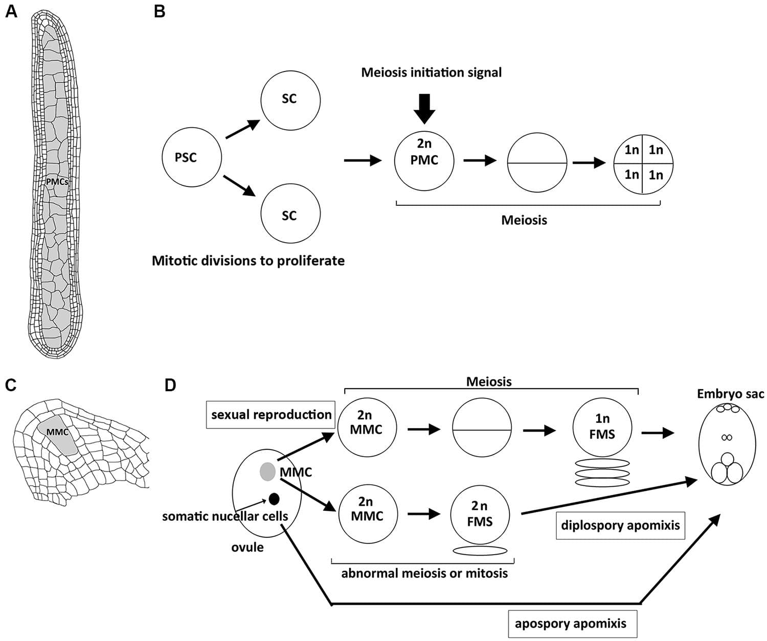 Structure of plant reproductive organs in maize and sequence of events leading to spore or gametophyte formation in anthers and ovules. (A) Longitudinal section of an anther with numerous pollen mother cells (PMCs, shown in gray) that are proliferated from primary sporogenous cells by mitosis, which accompanies the development of surrounding 4 layers of somatic cells. (B) After primary sporogenous cells (PSCs) are differentiated, they first undergo mitotic divisions to produce sporogenous cells (SCs) and further develop into PMCs. By the time when the development of surrounding somatic cells (shown in A) is complete, unknown meiosis initiation siganl is generated to start meisois synchronously in all PMCs of an anther. Each PMC enters meiosis to produce four haploid spore cells. (C) Longitudinal section of an ovule with a single megaspore mother cell (MMC, shown in gray). (D) Schematic illustration showing the sequential development of embryo sac through sexual reproduction or apomictic pathways. In sexual reproduction, the single MMC (shown in gray) is differentiated and then enters meiosis to produce a haploid functional megaspore (FMS), and then develops into an embryo sac. In diplospory apomixis, the specified MMC unergoes an abnormal meiosis or mitosis to produce a diploid FMS. In apospory apomixis, somatic nucellar cells develop into embryo sac without meiosis.