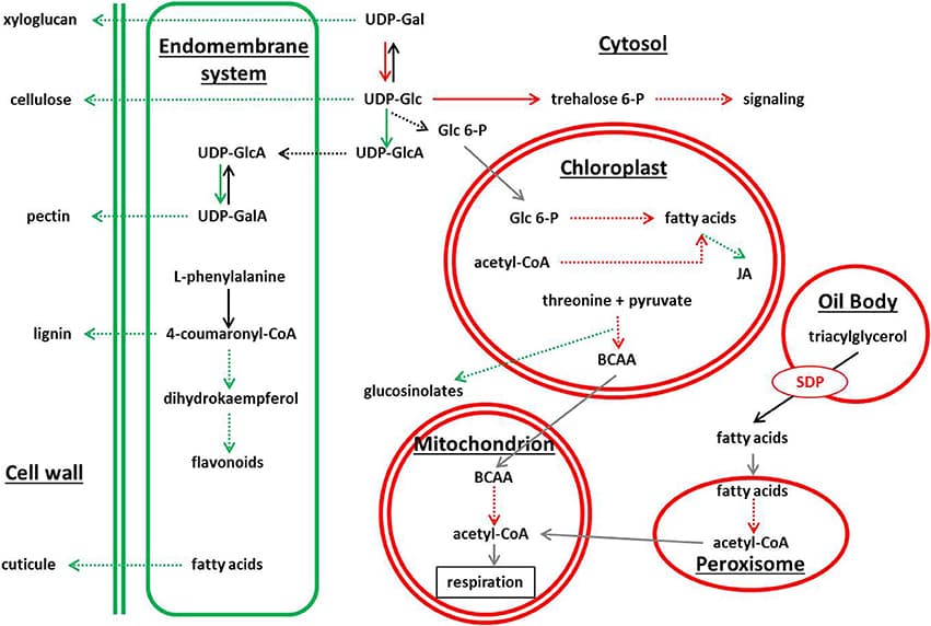 Schematic view of metabolic pathways showing differential gene expression in adg1, adg1 be2 be3, and be2 be3 mutants. Green color and red color correspond to pathways showing repressed genes and overexpressed genes, respectively.