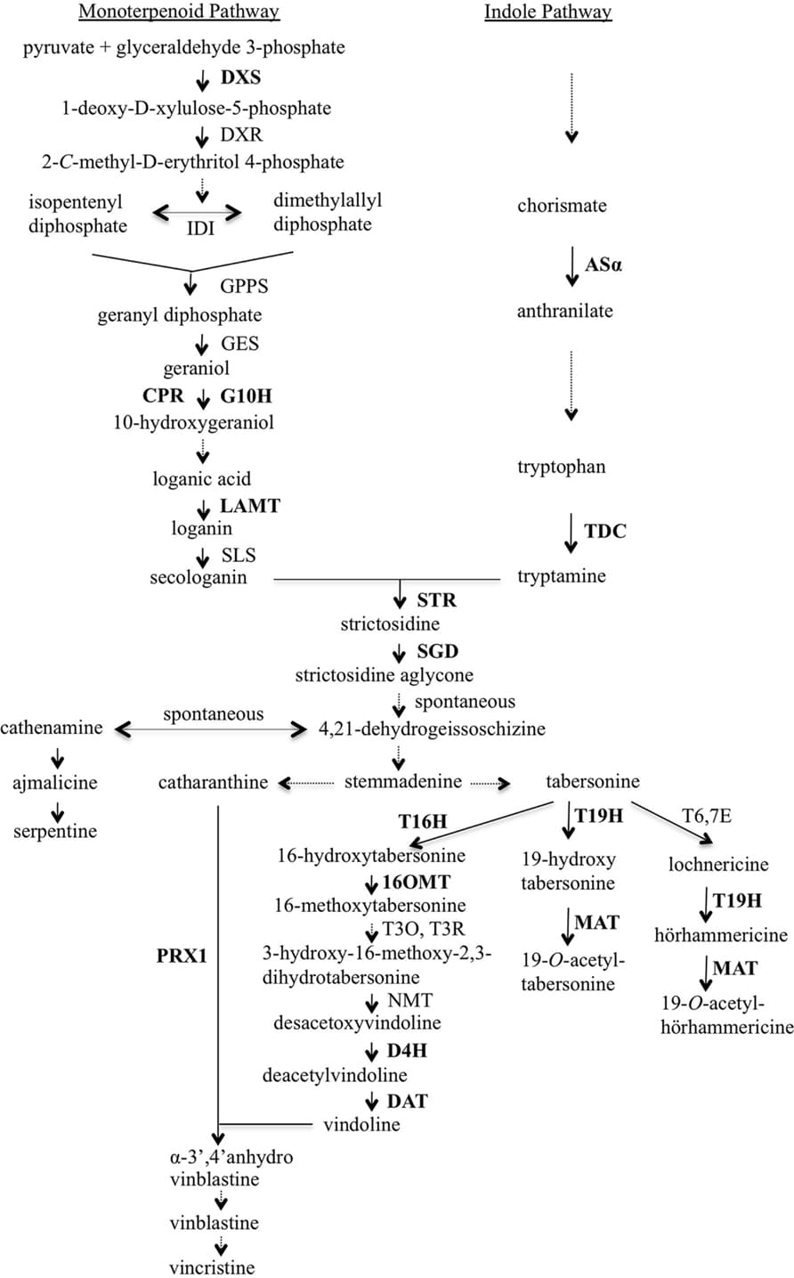 Overview of terpenoid indole alkaloid (TIA) biosynthesis in Catharanthus roseus. Enzymes are indicated using capital letters and metabolites using lowercase letters. Solid arrows indicate single enzymatic conversions; dashed arrows indicate multiple enzymatic reactions. The genes analyzed in this work are shown in bold type. 16OMT, 16-hydroxytabersonine-O-methyl-transferase; 19H, 19-hydroxylase; AS, anthranilate synthase; CPR, cytochrome P450 reductase; D4H, desacetoxyvindoline 4-hydroxylase; DAT, deacetylvindoline 4-O-acetyltransferase; DXR, 1-deoxy-D-xylulose-5-phosphate reductoisomerase; DXS, 1-deoxy-D-xylulose-5-phosphate synthase; G10H, geraniol 10-hydroxylase; GES, geraniol synthase; GPPS, geranyl diphosphate synthase; IDI, isopentenyl diphosphate isomerase; LAMT, loganic acid O-methyltransferase; MAT, minovincinine-19-O-acetyltransferase; NMT, N-methyltransferase; PRX1, vacuolar class III peroxidase; SGD, strictosidine glucosidase; SLS, secologanin synthase; STR, strictosidine synthase; T3O, tabersonine 3-oxygenase; T3R, tabersonine 3-reductase; T6,7E, tabersonine 6,7-epoxidase; T16H, tabersonine 16-hydroxylase; T19H, tabersonine/lochnericine19-hydroxylase; TDC, tryptophan decarboxylase.