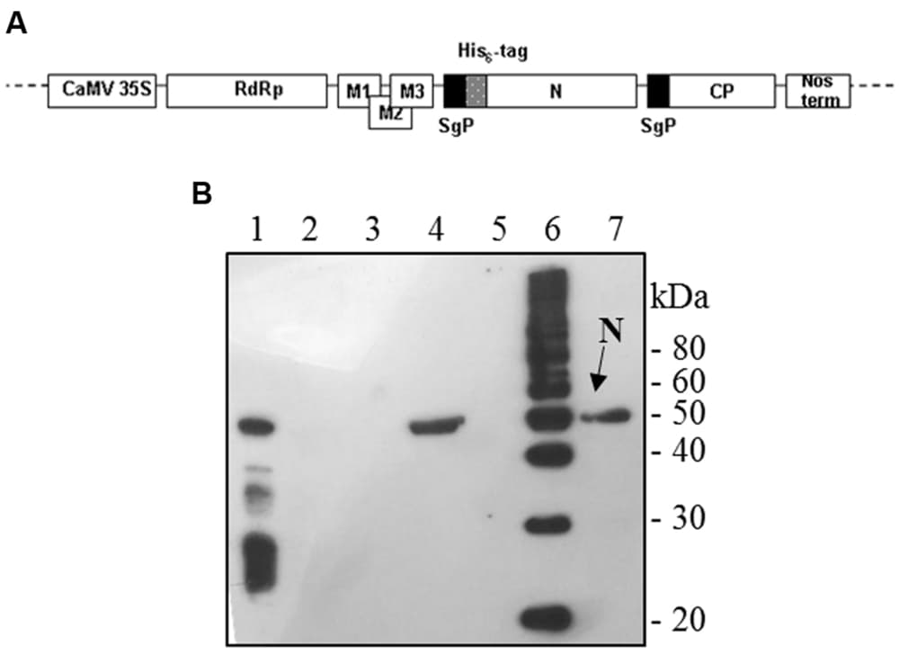 Potato Virus X-mediated expression of SARS-CoV N protein in Nicotiana benthamiana plants. (A) Schematic representation of the pPVX-N construct used for the expression of SARS-CoV N protein in N. benthamiana leaves. CaMV 35S: constitutive 35S promoter from the cauliflower mosaic virus; Nos-ter: transcription terminator of the nopaline synthase gene of Agrobacterium tumefaciens; RdRp: PVX replicase gene; M1-3: PVX triple gene block for cell-to-cell movement; CP: PVX coat protein gene; SgP: coat protein sub-genomic promoter; N: SARS-CoV N gene; His6-tag: histidine tag. (B) Immunoblotting of TSP extracted from N. benthamiana plants infected with pPVX-N. For each sample, 20 μg TSP were loaded on gel. Lane 1: N protein purified from Escherichia coli under native conditions (40 ng); lane 2: pPVX-N inoculated leaves; lane 3: pPVX201 inoculated leaves (negative control); lane 4: pPVX-N symptomatic systemic leaves; lane 5: pPVX201 symptomatic systemic leaves (negative control); lane 6: molecular weight marker (Magic Mark, Invitrogen); lane 7: pPVX-N symptomatic systemic leaves extract stored at -20° C for 2 months. Immunoblotting was performed with the rabbit anti-N pAb.