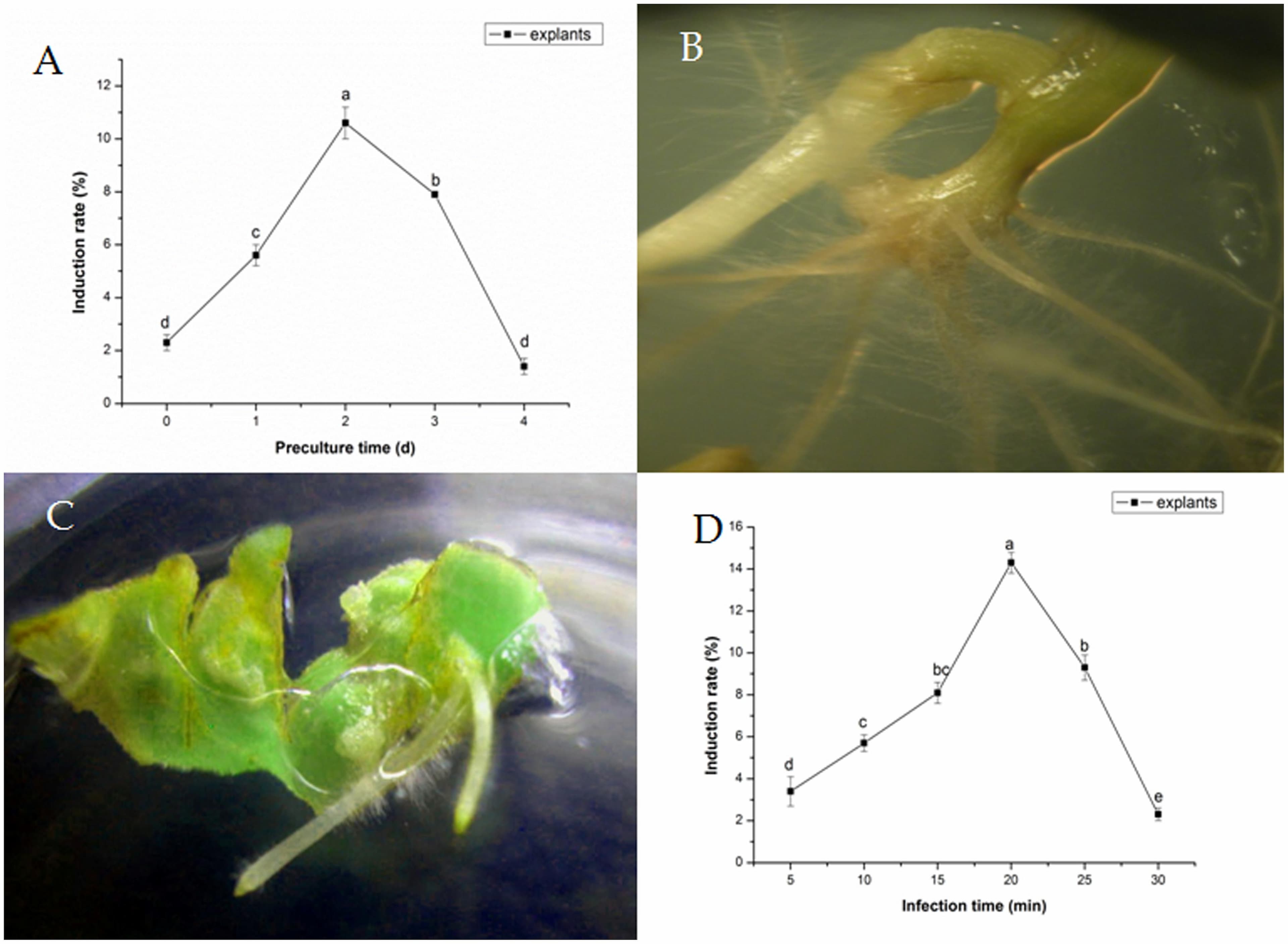 Effects of preculture time (A) and Agrobacterium rhizogenes infection time. (B) Development of hairy roots from a petiole segment within 10 days. (C) Development of hairy roots from cotyledon within 5–7 days. (D) On transformation frequency of Fagopyrum tataricum.