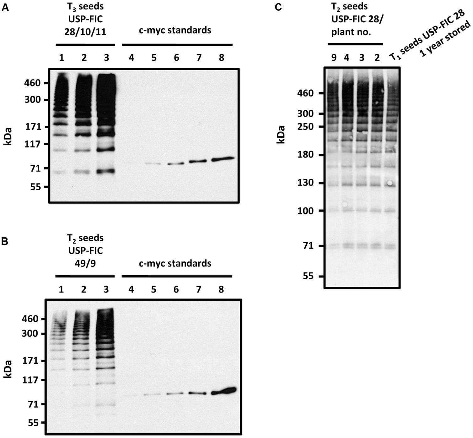 Stability analysis of multimeric FLAG proteins in transgenic tobacco seeds. Accumulation of high molecular weight FLAG multimers from T3 seeds of USP-FIC 28/10/11 (cv. Samsun NN) stored for 8 weeks at 15°C and 49% humidity (A) and T2 seeds of USP-FIC 49/9 (cv. Petit Havana) stored under identical conditions. (B) Seed extracts were separated by gradient SDS-PAGE (4–10% PAA). Line USP-FIC 28/10/11: 1.4 seeds per lane, (2) 2.8 seeds per lane, (3) 5.6 seeds per lane; Line USP-FIC 49/9: (1) 1.7 seeds per lane, (2) 3.4 seeds per lane, (3) 6.8 seeds per lane. c-myc immunoblot standards: (4) 0.1 ng, (5) 0.25 ng (6) 0.5 ng, (7) 1.0 ng, (8) 2.0 ng of anti-TNF-VHH-100xELP. (C) Stability of FLAG multimers in the T1 seeds of transformed T0 plant USP-FIC 28 after 1 year of storage at 15°C and 49% humidity compared to the FLAG accumulation pattern in seed extracts of freshly harvested T2 seeds of selected heterozygous USP-FIC 28/plants. Seed extracts were separated by gradient SDS-PAGE (3–10% PAA) with 20 μg total soluble seed protein per lane and visualized by immunodetection based on the c-myc tag. kDa, kilodalton.