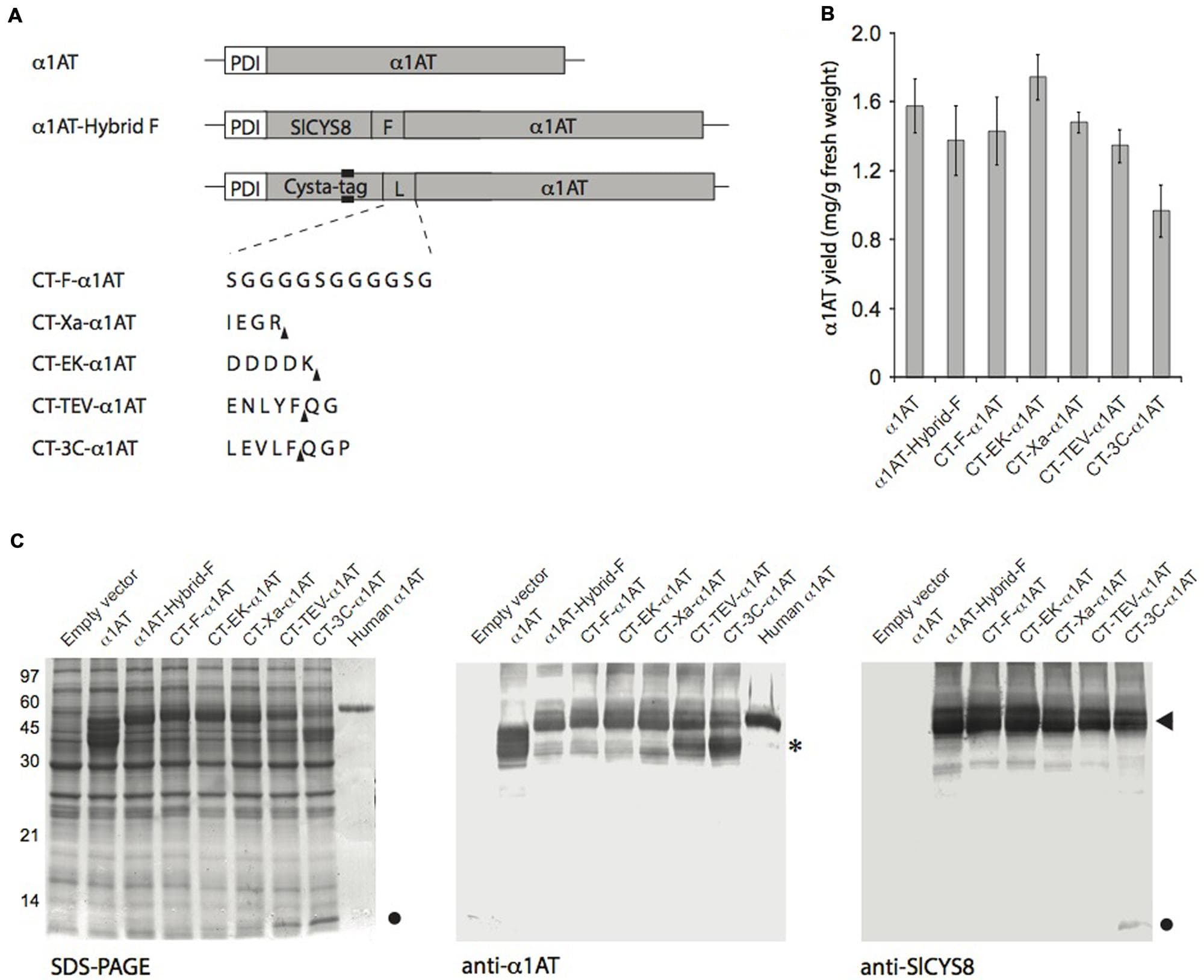 Transient expression of Cysta-tag–α1AT fusions with different protease-cleavable linkers in N. benthamiana leaves. (A) Schematic representation of the Cysta-tag (CT)–α1AT fusions, showing domain organization, location of the poly-His motif (black area) and identity of the inserted linker (L). F, flexible linker stable in planta (see Sainsbury et al., 2013); Xa, cleavage motif for human factor Xa; EK, cleavage motif for bovine enterokinase; TEV, cleavage motif for Tobacco etch virus protease; 3C, cleavage motif for Rhinovirus 3C protease. Arrowheads in upright position show protease cleavage sites. (B) ELISA for quantitation of α1AT in crude protein extracts of leaves expressing secreted α1AT or the different Cysta-tag–α1AT fusions. Each bar is the mean of three replicate values ±SD. (C) SDS-PAGE separation of α1AT and Cysta-tag hybrids and their immunodetection with anti-α1AT and anti-SlCYS8 polyclonal antibodies. Asterisk (∗) on the right highlights free α1AT in leaf extract, arrowhead Cysta-tag–α1AT fusion protein, and closed circle free Cysta-tag. Human α1AT on right lanes of the Coomassie blue-stained gel and anti-α1AT immunoblot corresponds to a commercially available, highly glycosylated form of the protein.