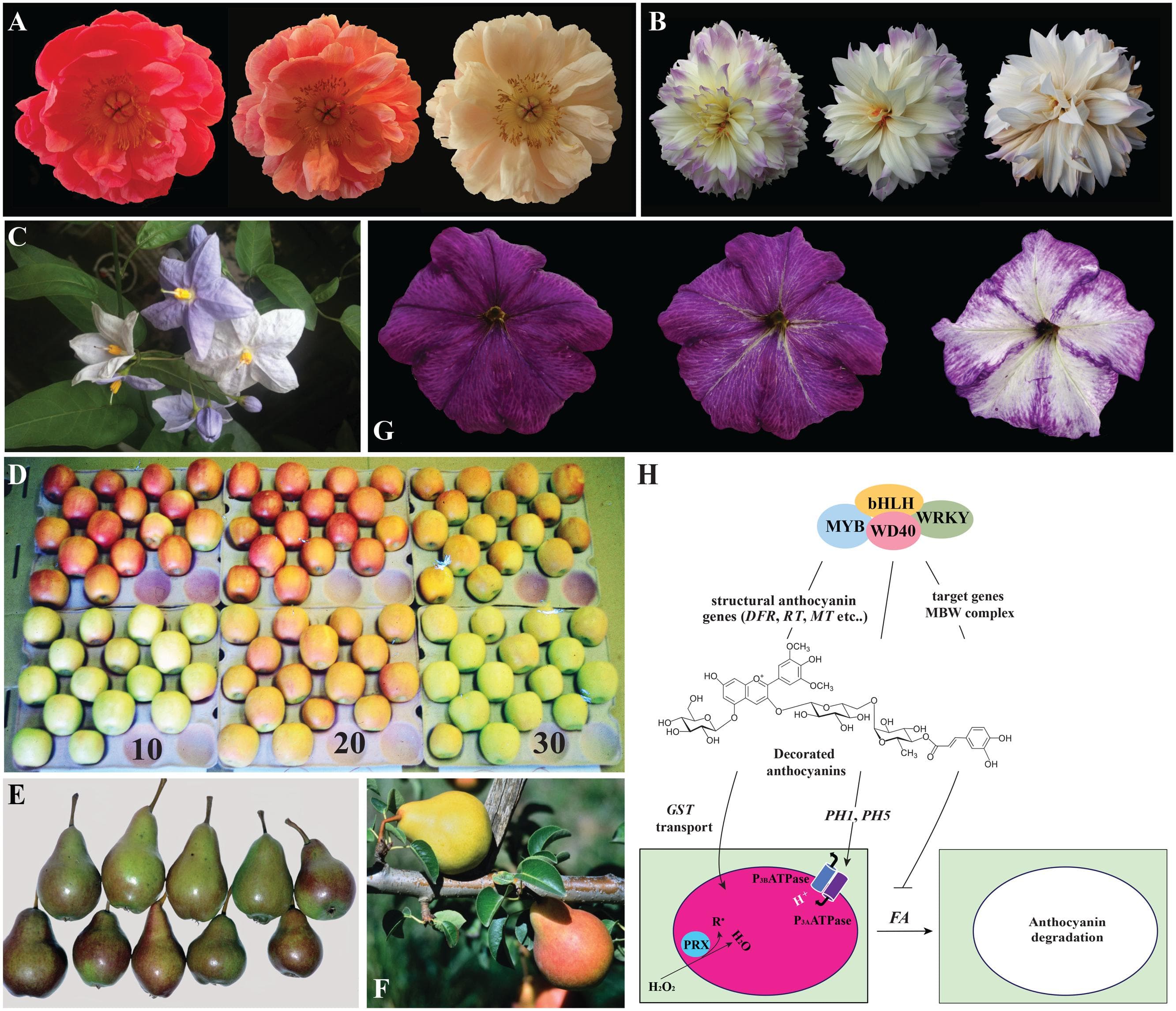 Anthocyanin degradation in plants. (A) The same peony flower photographed different days (between the first and the last picture are 6 days) after opening. In (B) the same dahlia flower photographed at different days (between the first and the last pictures are about 2 weeks). (C) Solamun wrightii flowers photographed on the plant. The young buds and just open flowers are intensely pigmented, while older flowers are totally white indicating strong fading of the anthocyanin pigments. (D) Color change in red (upper row) and green (bottom row) ‘Cripps Pink’ apples exposed to moderate light at 10, 20, and 30°C for 6 days. The green apples accumulated anthocyanin at 20°C while the red apples loose anthocyanin at 30°C (Steyn et al., 2004). (E) Bleaching of red color (upper row) at the sun-exposed side of Rosemarie fruits compared to fruits receiving less intense light (bottom row) which maintain more intense pigmentation. (F) Rosemarie pears: one fruit has lost its red color and turned yellow on the tree. This phenomenon is reported for Rosemarie pears fruits that bent over during development resulting in pinching of the peduncle. (G) Petunia flower photographed at different moments after opening and showing strong color fading. This is a ph4 mutant line in a FADING background accumulating malvidin. (H) Scheme summarizing our present understanding of color fading in plant cells. Similar transcription factor complexes consisting of MYB, bHLH, WD40 and WRKY factors control anthocyanin biosynthesis (through the transcription of the structural genes encoding for the enzymes of the pathway) and vacuolar acidification (through the transcription of the two pumps PH1 and PH5). Anthocyanin are sequestered to the vacuolar lumen. When the anthocyanin molecules are highly decorated and a dominant allele of the FADING (FA) gene is present, color fading takes place as consequence of anthocyanin degradation, probably in the vacuolar lumen. This mechanism is blocked by the activity of the MBW complex indicating that target genes of these transcription factors might protect anthocyanins from the effect of FA.