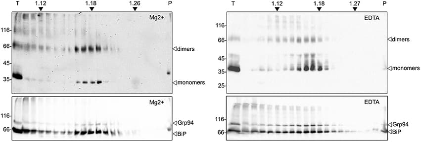 zein-hBMP2ad cofractionates with the ER. Hundred milligrams of fresh leaves from zein-hBMP2ad line #23 were homogenized in sucrose buffer, in the absence of detergent. The homogenates were fractionated by centrifugation on isopycnic sucrose gradient (16–65% w/w) in the presence of MgCl2 (left panels) or EDTA (right panels). Collected fractions were analyzed by SDS-PAGE followed by immunoblotting with anti-Flag antiserum (upper panels) or with a mix of anti-BiP and anti-Grp94 antisera (bottom panels). T, total extract; P, pellet at the bottom of the tube. Numbers at top indicate the density (g/ml) of sucrose. Numbers at left indicate the position of molecular mass markers, in kD.