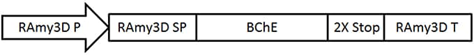 A schematic representation of the expression vector for butyrylcholinesterase (BChE) under control of the rice alpha amylase 3D expression cassette. RAmy3D P, rice alpha-amylase 3D promoter; RAmy3D SP, rice alpha-amylase signal peptide; BChE, codon optimized synthetic human BChE gene; RAmy3D T, rice alpha-amylase terminator.