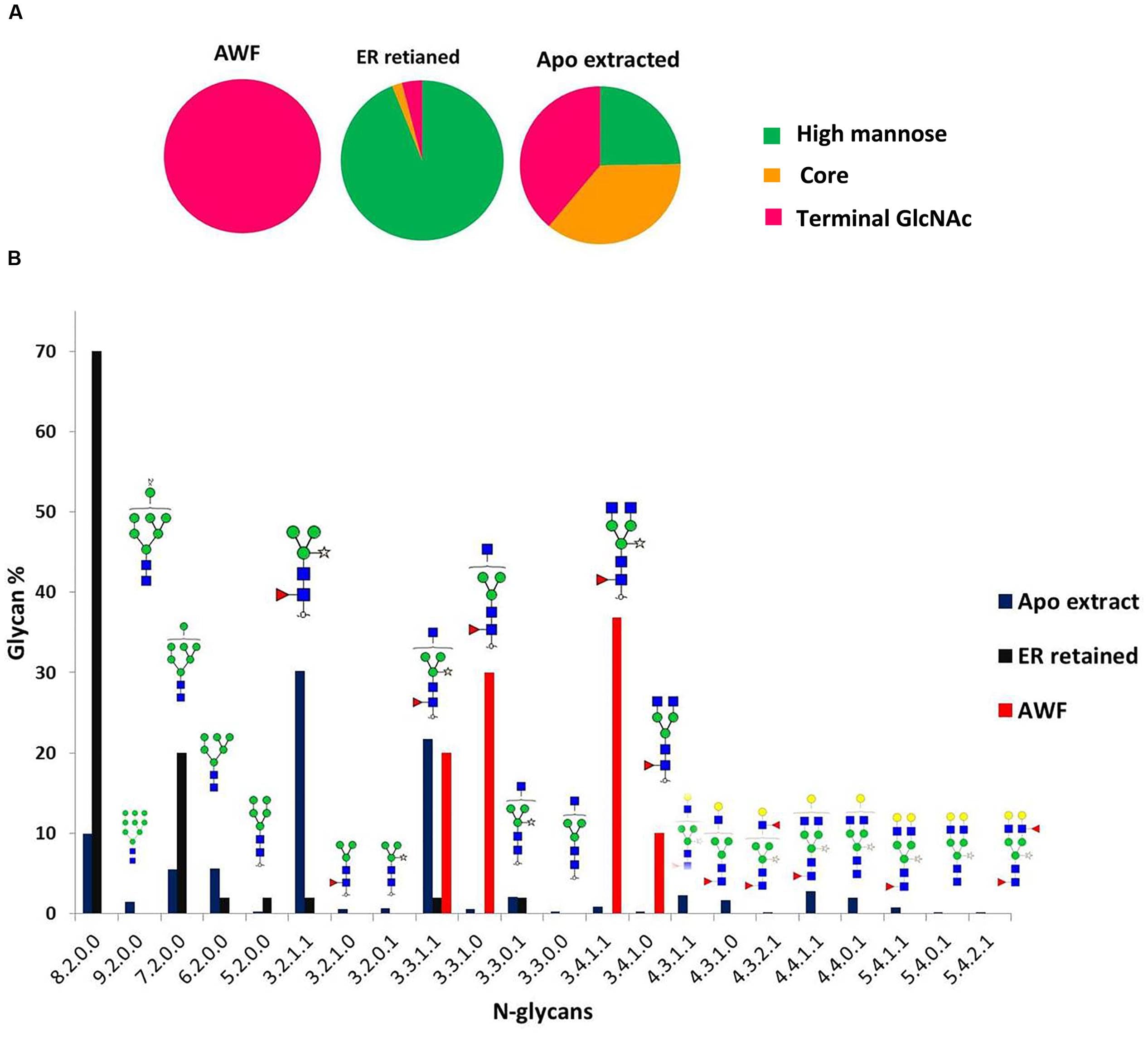 N-glycan distribution analysis of different prBChE species. (A) Categories of N-glycans for each prBChE species are represented as pie charts. (B) Distribution of N-glycans of different prBChE species [prBChE-ER (ER), prBChE-AWF (AWF) and prBChE (Apo)] is shown on y-axis, while x-axis represents nomenclature of N-glycans as (Hex/HexNAc/Fucose/xylose).