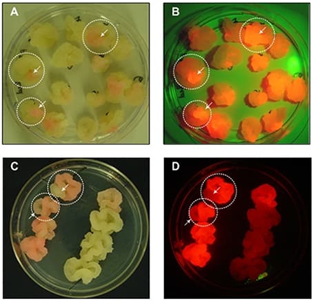 Sectored callus cultures. (A,C) Images were taken under normal white light, (B,D) Images were taken under green light with a red filter for the macroscopic visualization of DsRed fluorescence.