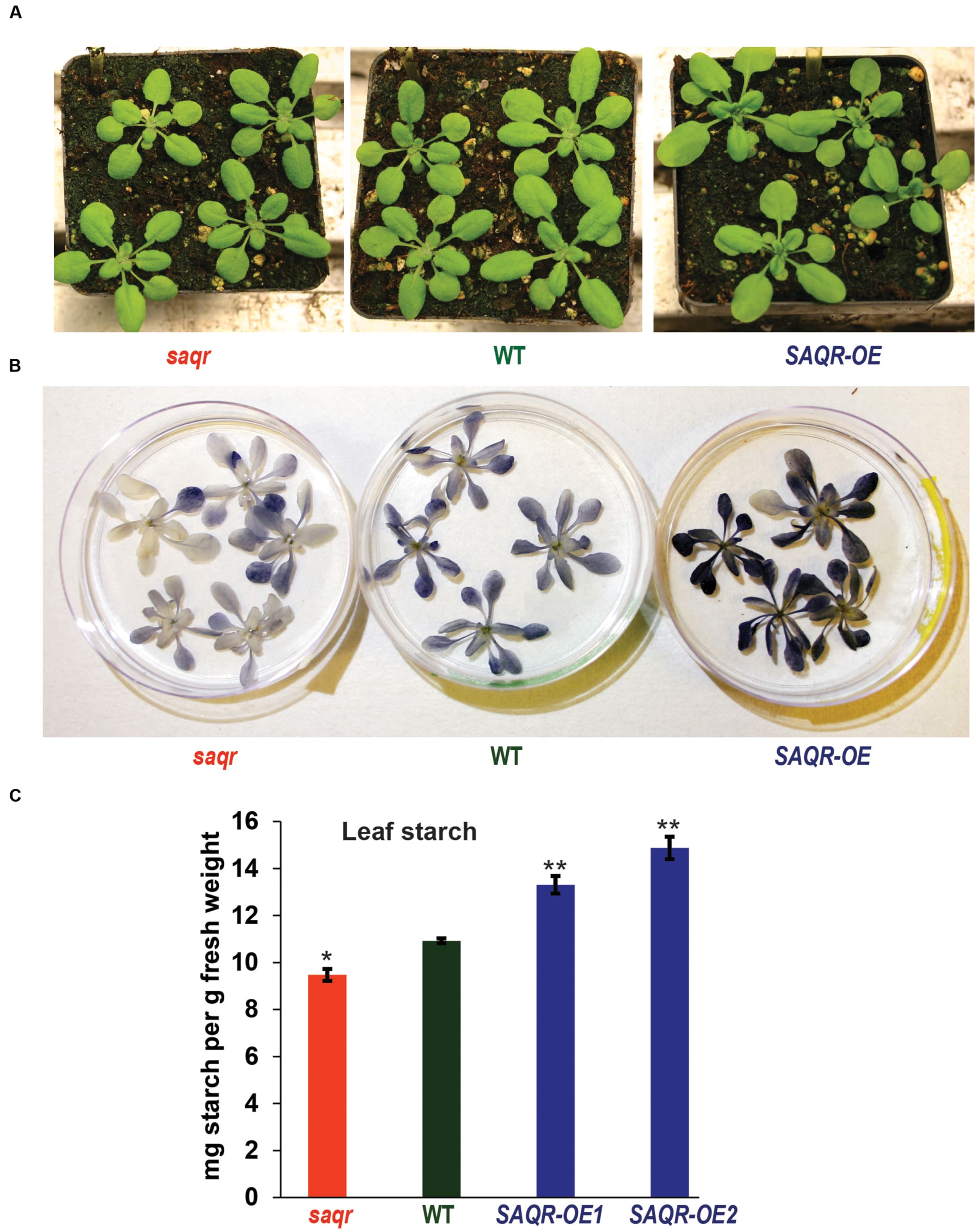 Starch content of SAQR knockout (KO) and overexpression lines. (A) KO and OE lines are visually similar to WT controls. (B) Qualitative starch staining shows increased starch in SAQR-OE lines and decreased starch in saqr compared with WT. (C) Quantification of leaf starch levels. Data points are the mean ± SEM (standard error of the mean) of three biological replicates, with five plants per replicate. The saqr mutant, WT control and OE mutant plants were grown in a completely randomized design in the soil in pots under LD conditions, and harvested for starch determination at the end of the light period. Single-factor analysis of variance (ANOVA) with Dunnett’s method was used to compare each mutant with WT. ∗P < 0.05, ∗∗P < 0.01.