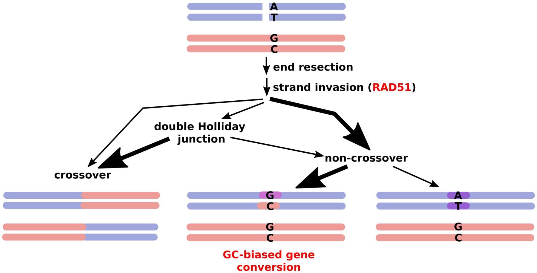 Outcomes of meiotic recombination. A double strand break is processed via different pathways, with very few DSBs resulting in actual crossovers while a majority are resolved via gene conversion, frequently inserting a GC bias due to mismatch repair. Thick arrows represent the major routes.