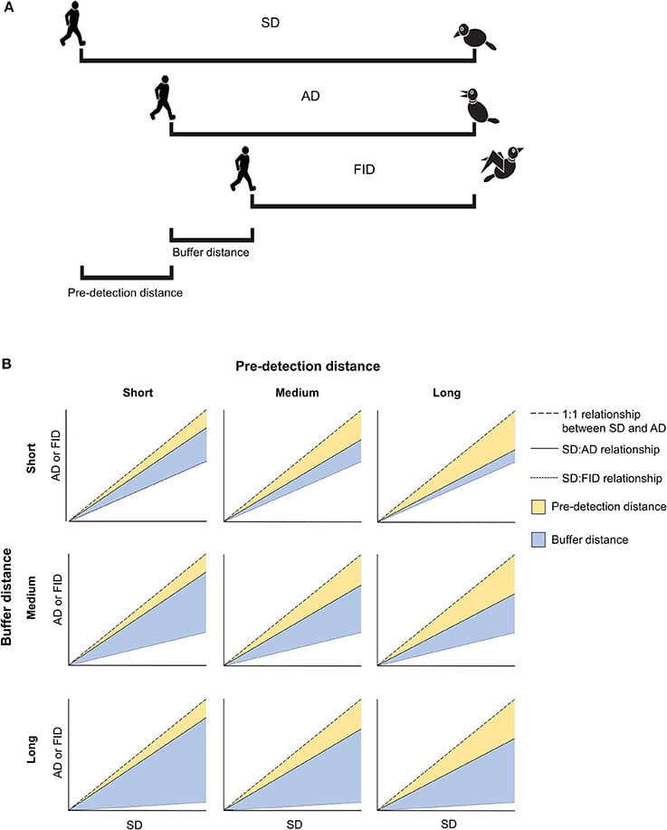 (A) Illustration of the five anti-predator behaviors considered in the present study. Starting distance (SD) is measured as the distance at which an approaching human begins to approach a prey. Alert distance (AD) is measured as the distance at which prey responds by orienting toward the approaching human. Flight initiation distance (FID) is measured as the human-prey distance when the prey begins to flee. Pre-detection distance is a measure of how long a prey takes to become aware of an approaching human (i.e., the difference between SD and AD). Buffer distance is an estimate of tolerance calculated as the distance at which a prey fled after being alerted by an approaching human (i.e., the difference between AD and FID). (B) Some hypothetical relationships between SD, AD, and FID as a function of short, medium, or long pre-detection distances and short, medium, or long buffer distances.