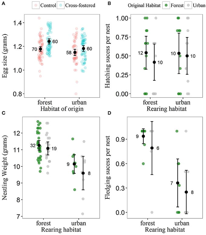 Breeding investment and breeding success for urban and forest blue tits. (A) Egg size across original habitats (urban and forest) and experimental groups. Cross-fostered eggs were swapped between sites and were reared in the fostering habitat; control eggs were swapped between nests within site. In the urban rearing habitat, forest- and urban-originated eggs differed in weight, whereas in the forest rearing habitat eggs in both experimental groups had similar weights. (B) Hatching success, (C) fledging success, and (D) weight of 13-day old nestlings across original and rearing habitats. Black dots illustrate raw data mean values and black bars illustrate ± 2 standard errors. Raw data points are represented as partially transparent dots (see legend). Sample sizes are given beside mean values.