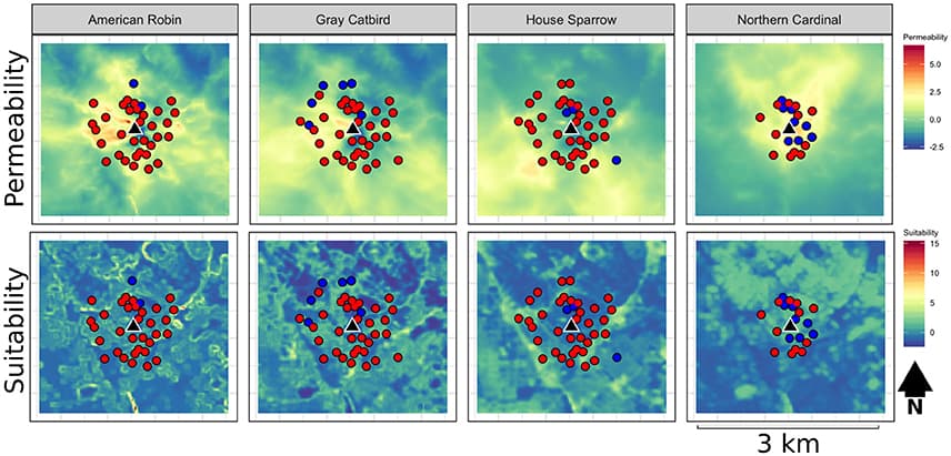 Example habitat suitability and permeability raster maps, in addition to sampling locations with (blue) and without (red) resighted individuals for each of our four focal species surround the suburban banding station located at Spring Park in Takoma Park, Maryland. See Supplementary Figure 1 for suitability and permeability maps across banding stations.