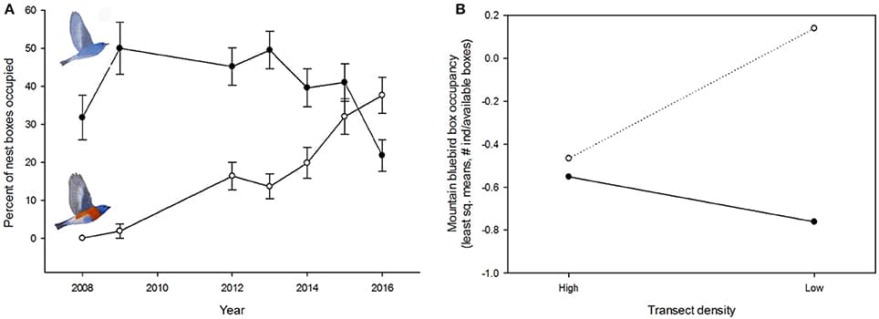 Colonization dynamics of mountain and western bluebirds in a nest box population where nest box density was experimentally manipulated. (A) Western bluebirds' (open circles) rapid increase in box occupancy in later years of the experiment was accompanied by a decrease in mountain bluebird (closed circles) box occupancy. (B) Mountain bluebirds were more common in low density transects but only in boxes that were in interior positions (dotted line) of transects. In high density transects, box occupancy by mountain bluebirds did not differ between interior and exterior (solid line) positions. Shown are the least square means from a generalized linear mixed model (see Section Methods for details).