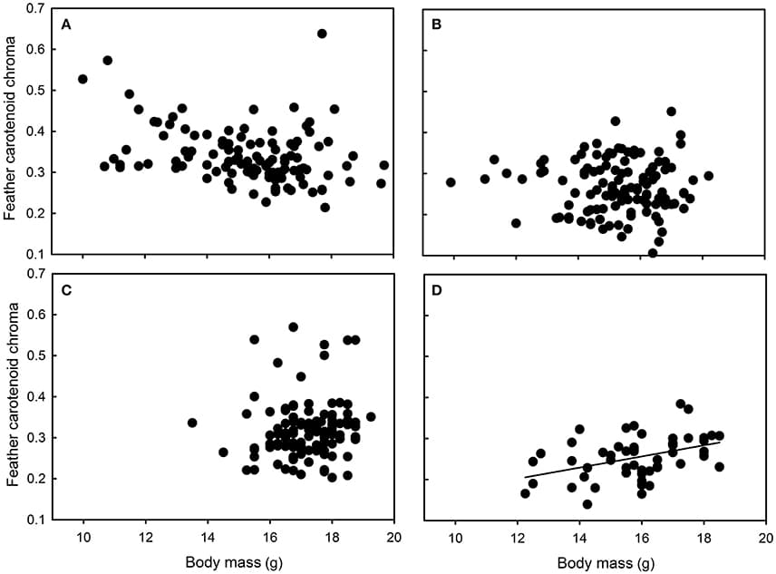 Relationships between feather carotenoid chroma and body mass in great tit nestlings reared in (A) Chizé and (B) Niort, (C) Foljuif, and (D) Paris. For information, the marginally negative relationship in Chizé (see text for details), turned significant when the seemingly outlier data point is excluded [F(1, 97) = 8.38, p = 0.005, estimate ± s.e. = −0.03 ± 0.01). There was however no biological or methodological reason to exclude a posteriori this nestling from the data set.