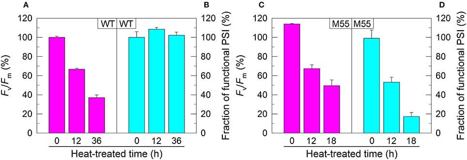 PSII activity and PSI functional fraction of WT (A,B) and M55 (C,D) under high temperature conditions. Cells were grown at 30°C for 24 h and were transferred to 45°C for different periods. Prior to the measurements, the Chl a concentration was adjusted to 20 μg mL−1. PSII activity and PSI functionality were determined by the Fv/Fm and Pm parameters, respectively, expressed as percentage of the WT (100%). The Fv/Fm and Pm values that correspond to 100% are 0.46 ± 0.02 and 0.58 ± 0.02, respectively. Values are means ± SD (n = 5).