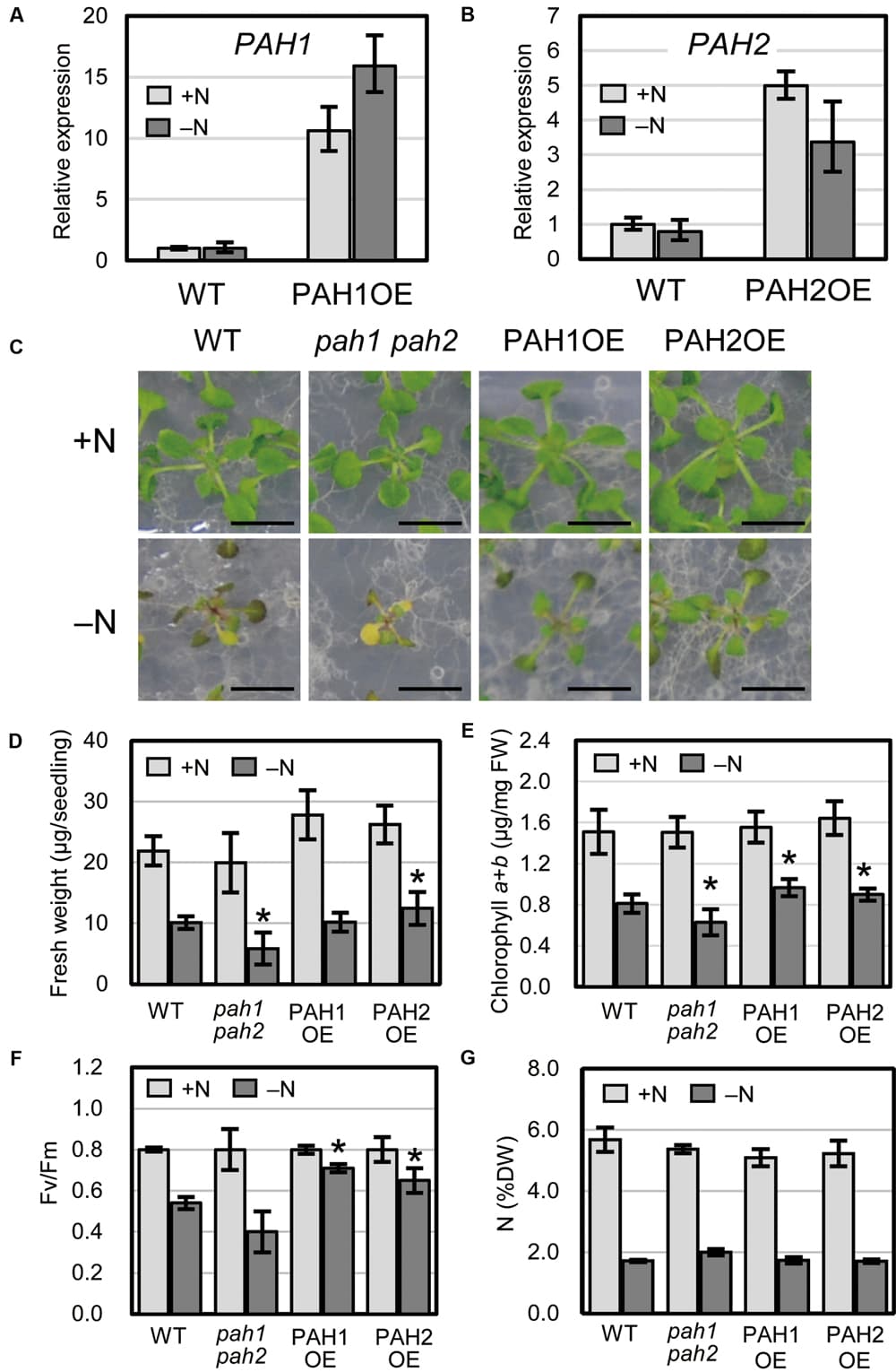 Expression of PAH1 and PAH2 in the transgenic lines and the effect of N starvation on Arabidopsis growth. (A) Expression of PAH1 in PAH1OE, (B) expression of PAH2 in PAH2OE, (C) growth phenotypes, (D) shoot fresh weight, (E) chlorophyll content, (F) Fv/Fm, and (G) total N concentration in shoots. WT, pah1 pah2, PAH1OE, and PAH2OE were grown under N-sufficient (+N, light gray) and N-depleted (-N, dark gray) conditions. Scale bars: 1 cm. Data represent the mean ± SD from three independent experiments; ∗P < 0.05 for a t-test versus WT under each condition. FW, fresh weight; DW, dry weight.
