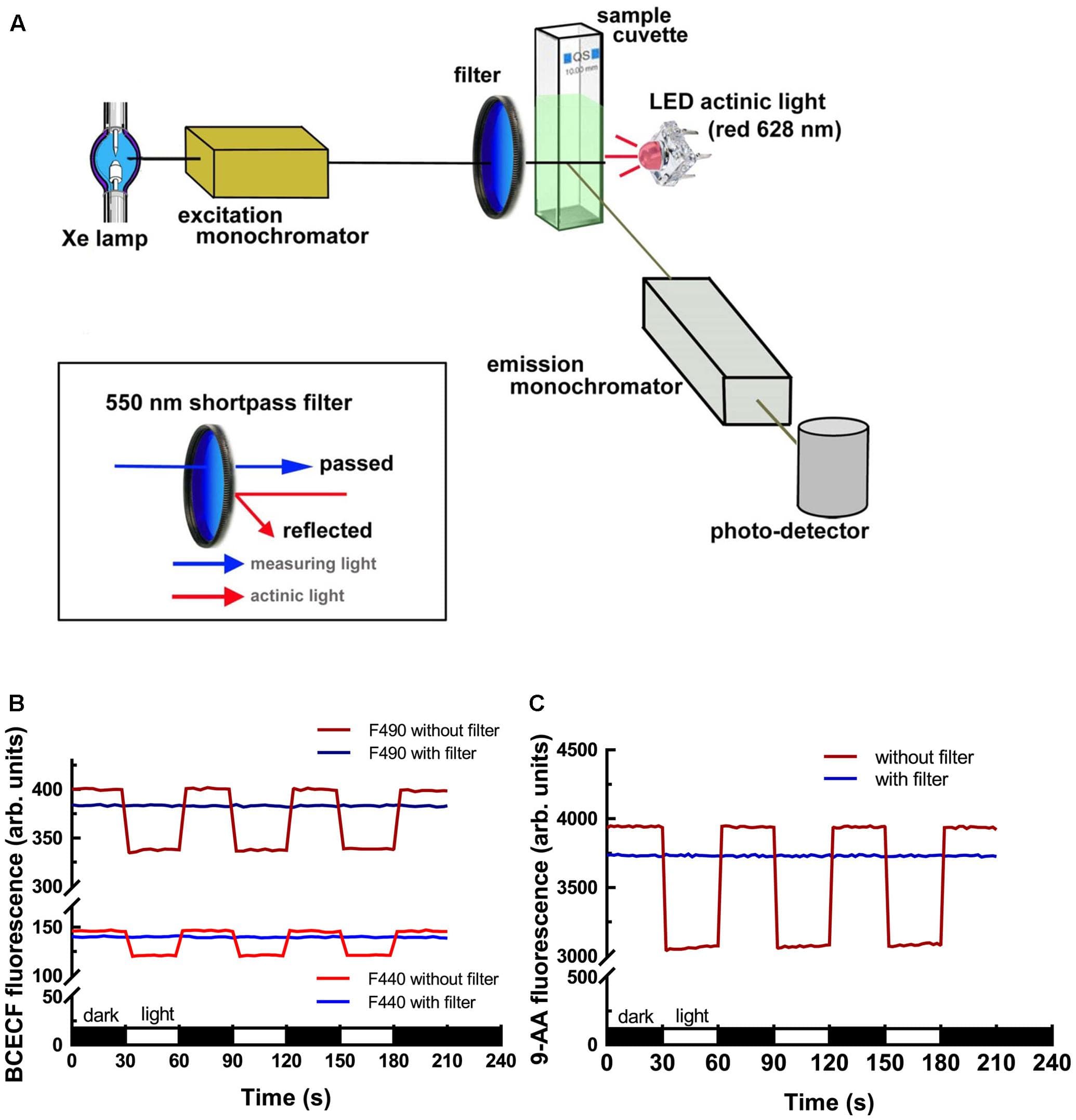 Fluorescence spectrometer modification and validation. (A) Illustration of the light-path and module assembly for the introduction of actinic light for measuring the light-dependent behavior of chloroplasts. Attachment of a 550 nm shortpass filter in the front of the cuvette facing the excitation beam is critical for reducing the interference of strong actinic light on excitation photons. Measurements of BCECF (B) and 9-AA (C) fluorescence showed that the use of the 550 nm shortpass filter can eliminate the interference of actinic light on the excitation photons. Without the 550 nm shortpass filter, the emitted fluorescence of BCECF and 9-AA dropped upon illumination. After adding the shortpass filter the emitted fluorescence became constant.