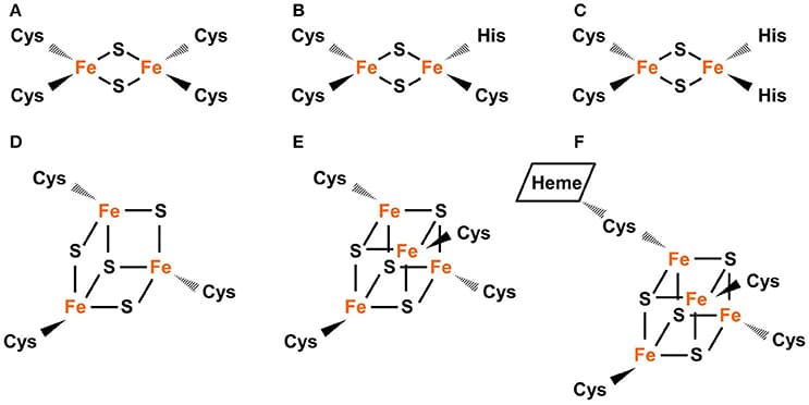 Common types of Fe-S clusters found in the plastid. (A) Classic 2Fe-2S coordinated by four Cys residues, as in the plant-type Fd (ferredoxin). (B) NEET-type 2Fe-2S coordinated by three Cys and one His residues, as in NEET. (C) Rieske-type 2Fe-2S coordinated by two Cys and two His residues, as in PetC (photosynthetic electron transfer C). (D) 3Fe-4S coordinated by three Cys residues as in Fd-GOGATs (ferredoxin-dependent Gln oxoglutarate aminotransferases). (E) 4Fe-4S coordinated by four Cys residues, as in PsaA, PsaB, and PsaC (Photosystem I proteins A–C). (F) 4Fe-4S coordinated by four Cys residues with a thiolate ligand serving also for siroheme, as in NiR (nitrite reductase) and SiR (sulfite reductase). In Fe-S clusters, the oxidation state of Fe could be +2 or +3 while the oxidation state of S is −2.