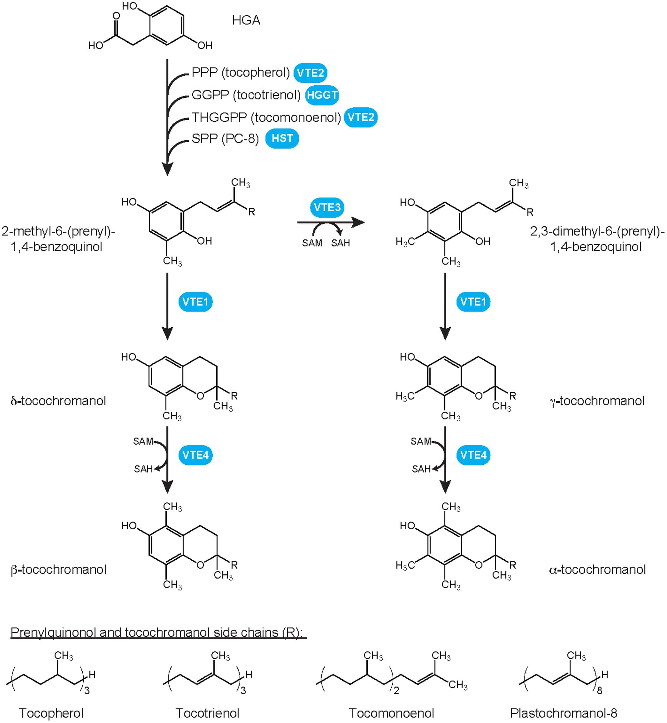 Plant tocochromanol biosynthetic pathways and chemical structures of prenylquinols and tocochromanols. Whereas all four methylated forms, i.e., α-, β-, γ- and δ-tocochromanol, have been identified in wild-type plants for tocopherols, tocotrienols, and tocomonoenols, only the γ- form of solanesyl-derived tocochromanol PC-8 has been identified in wild-type plants. Its methylated form, methyl PC-8, has been found only in transgenic plants overexpressing VTE4. GGPP, geranylgeranyl pyrophosphate; HGA, homogentisate; HGGT, HGA geranylgeranyl transferase; HST, HGA solanesyl transferase; PC-8, plastochromanol-8; PPP, phytyl pyrophosphate; SAH, S-adenosylhomocystein; SAM, S-adenosylmethionine; SPP, solanesyl pyrophosphate; THGGPP, tetrahydrogeranylgeranyl pyrophosphate; VTE, vitamin E biosynthetic enzyme.