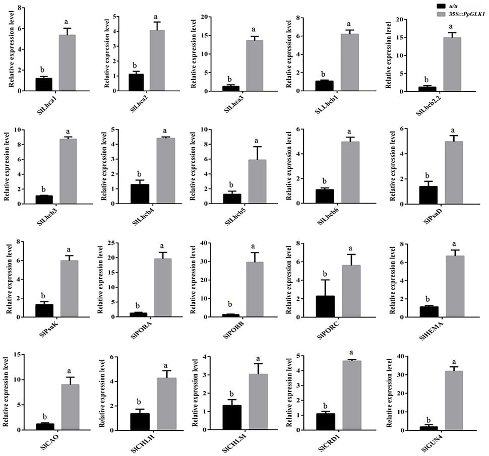 Expression patterns of PpGLK1 target genes in PpGLK1-overexpressing u/u tomato fruit. Data is presented as the means ± SD, n = 3. Different letters above bars denote statistical significance according to one-way ANOVA and Duncan's test (P < 0.05).