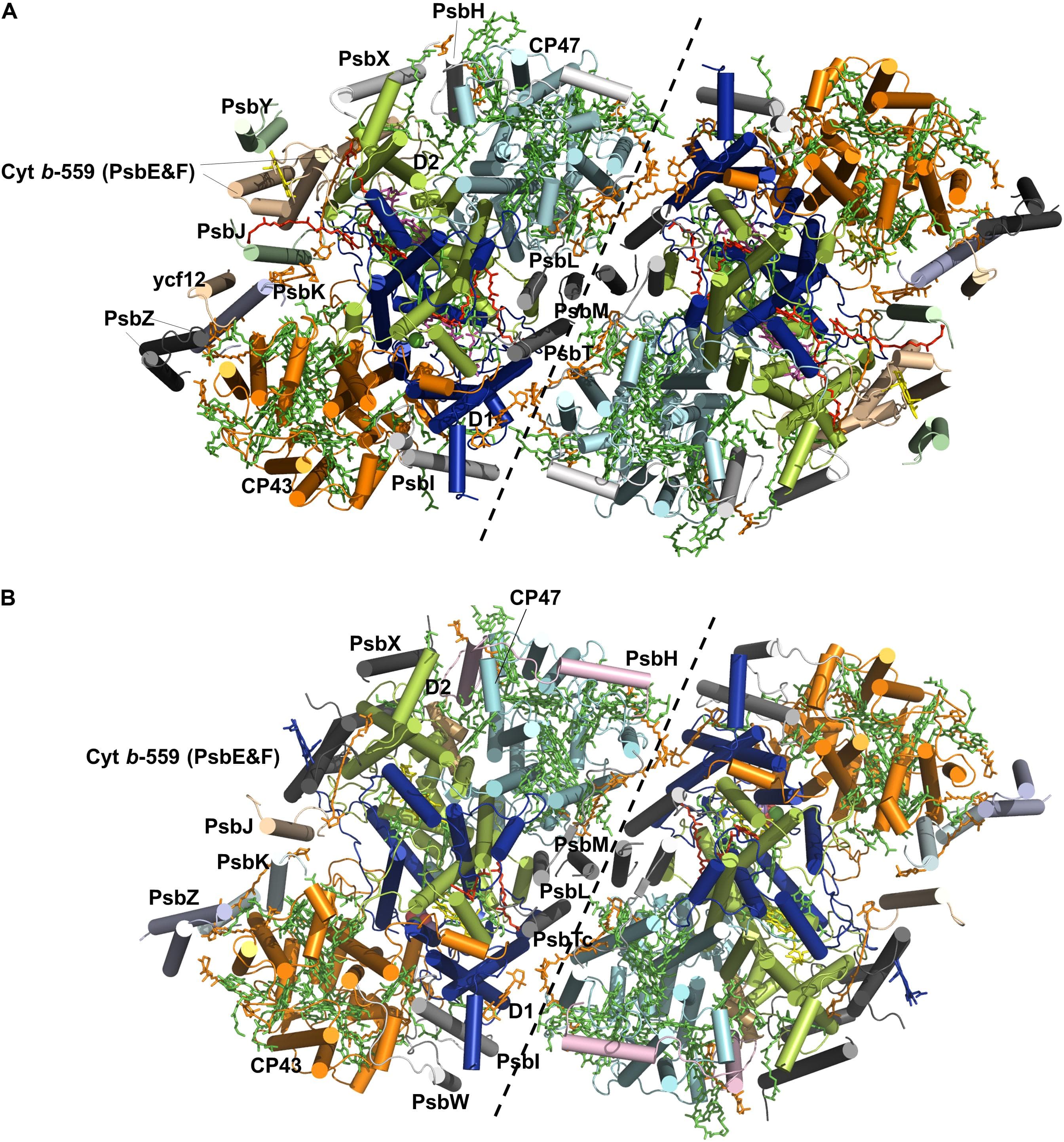 Overall structures of the PSII core complex from Tynechococcus elongatus (A) and spinach (B). The monomer-monomer interface is indicated by a black dashed line. Only the four large subunits and the intrinsic subunits of PSIIs are shown. The subunits D1 (blue), D2 (lime), CP43 (yellow), and CP47 (cyan) and the other small subunits are labeled in the monomer on the left. Cofactors are shown in sticks, including Chl (green), Car (orange), heme (light magenta) and lipids (red). The Mn cluster is shown in spheres.