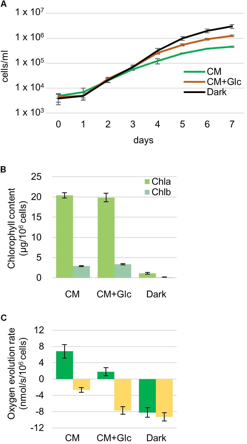 Properties of Euglena cells grown under photoautotrophic, photomixotrophic and heterotrophic conditions. (A) Growth curve of the cells. Algal cultures were diluted with fresh medium at an initial cell number approximately 4,000 and grown for 7 days. Error bars indicate the SE based on six independent experiments. (B) Chlorophyll contents per 106 cells. Error bars indicate the SE based on at least twelve independent experiments. (C) Oxygen evolution and consumption rates. Oxygen evolution rates were measured under the growth light intensity (105 μmol photons m-2⋅s-1). Green bar: oxygen evolution rate, yellow bar: oxygen consumption rate. Error bars indicate the SE based on at least three independent experiments.