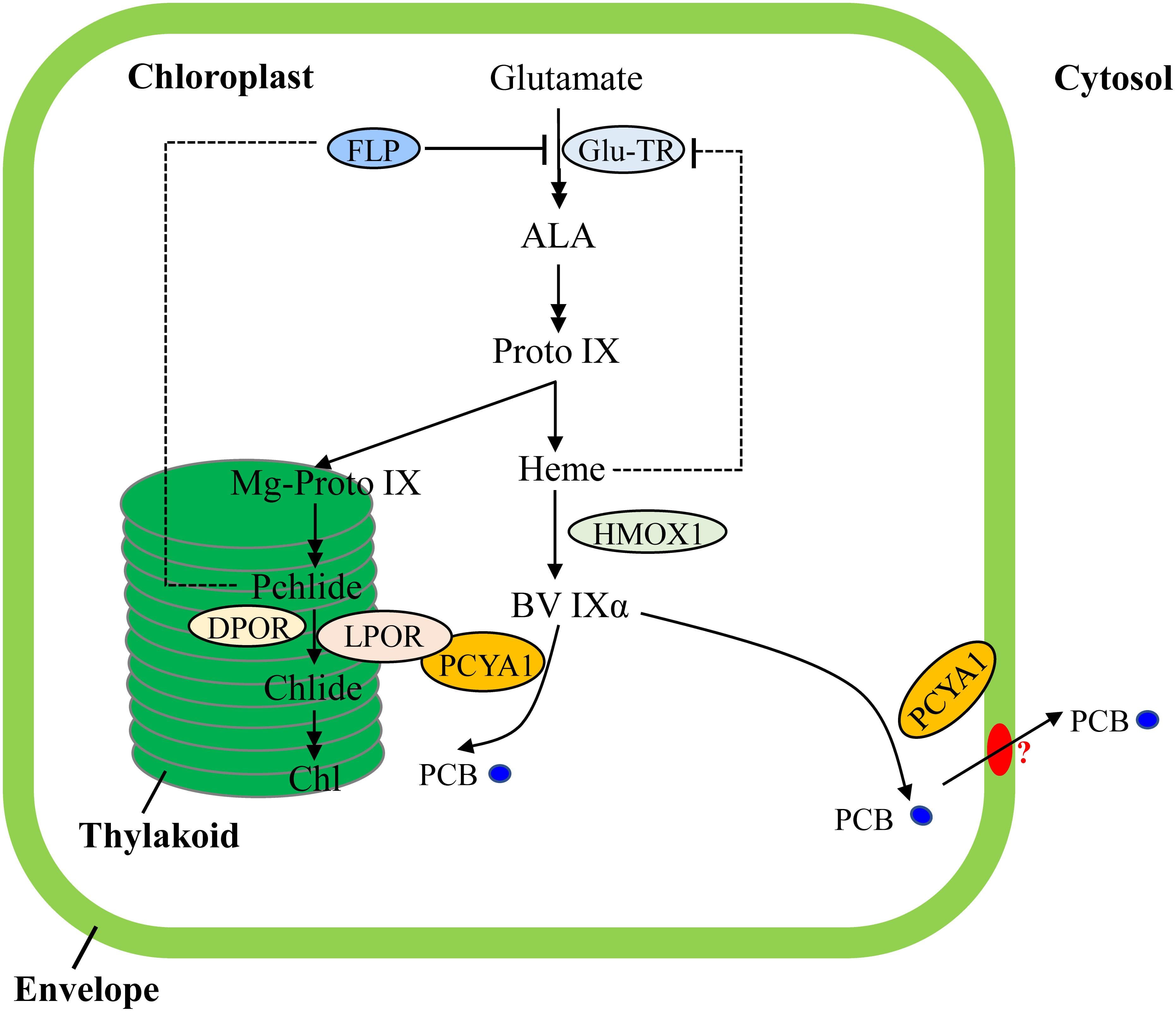 Schematic illustration of tetrapyrrole pathway and regulatory mechanisms of tetrapyrrole biosynthesis in C. reinhardtii. FLP is a negative regulator of Glu-TR activity. Heme may also feedback inhibit Glu-TR activity, but to a lesser extent. PCYA1 is likely involved in regulation of Chl biosynthesis by direct interaction with LPOR. Additionally, the PCB molecule is exported from chloroplast to cytosol, via yet-to-be identified bilin transporter (red oval). ALA, 5-Aminolevulinic acid; Proto IX, protoporphyrin IX; Mg-Proto IX, magnesium-protoporphyrin IX; Pchlide, protochlorophyllide; Chlide, chlorophyllide; Chl, chlorophyll; BV IXα, biliverdin IXα; PCB, phycocyanobilin; Glu-TR, Glutamyl-tRNA reductase; HMOX1, heme oxygenase 1; PCYA1, phycocyanobilin ferredoxin-dependent biliverdin oxidoreductase; LPOR, light-dependent protochlorophyllide oxidoreductase; DPOR, light-independent protochlorophyllide oxidoreductase.
