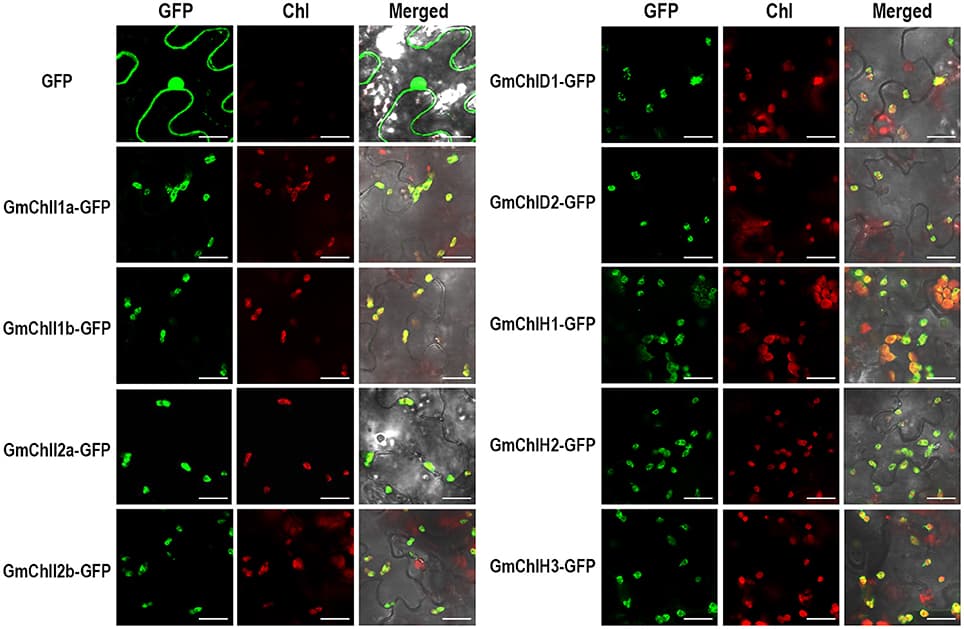 Subcellular localization of GmChlIs, GmChlDs, and GmChlHs. Free GFP and GmChlIs, GmChlDs, and GmChlHs tagged with a C-terminal GFP were transiently expressed under the control of 35S promoter in N. benthamina leaves and observed by confocal microscopy. In each case, images of GFP fluorescence (GFP), chlorophyll autofluorescence (Chl), and merged GFP and chlorophyll fluorescence with bright-field (Merged) are shown. Scale bar = 20 μm.