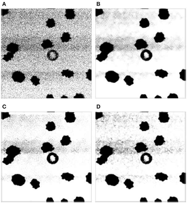 The cytometry image. Since the “ground truth” is not available for a comparison, we only show the FSIM for the quality evaluation purpose. (A) Original image. (B) NLEM, FSIM = 0.947. (C) vNLEM, FSIM = 0.967. (D) dvNLEM, FSIM = 0.97.
